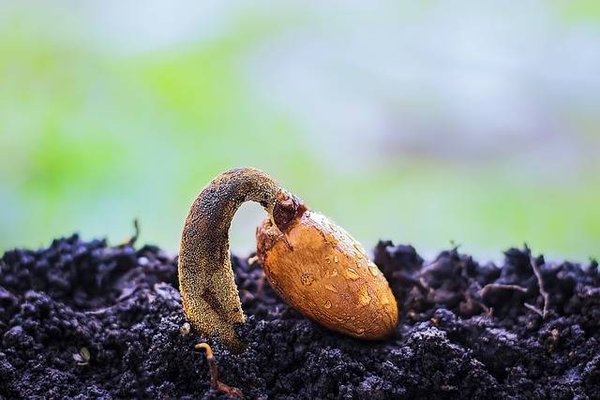 Les astuces et les techniques pour réussir vos semis