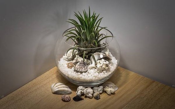 Les meilleures plantes pour les terrariums