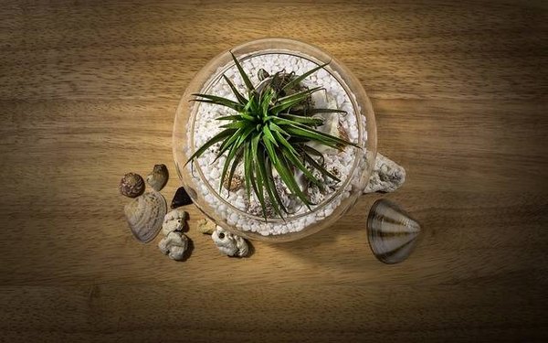 Construisez votre propre terrarium : un guide étape par étape