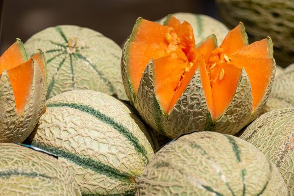 Melon sous serre en mars: Comment procéder ?