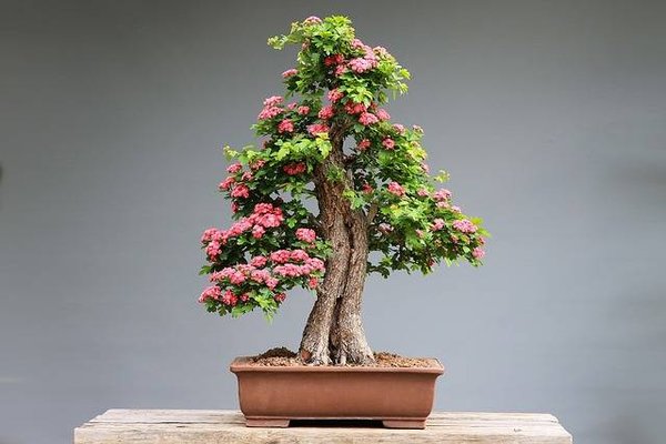 Un guide pour incorporer les bonsaïs dans la décoration d'intérieur