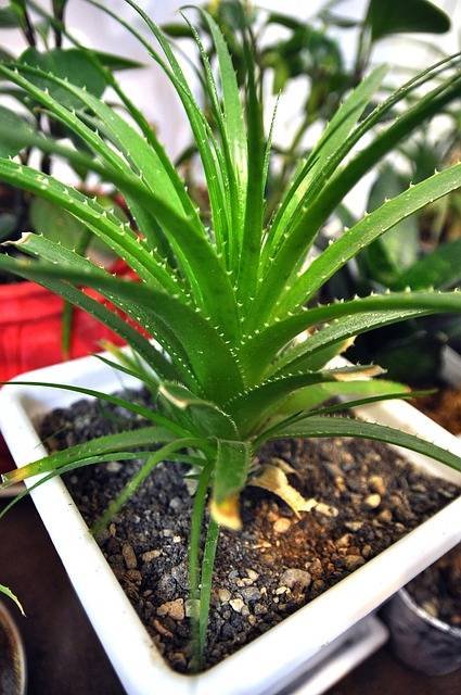 Débloquer le pouvoir de guérison des plantes médicinales